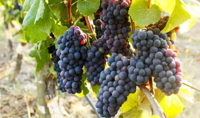 viñedo