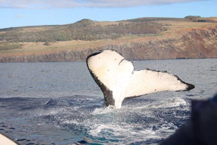 ballena en Rapa Nui (c) Cetalab WWF