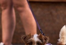 Seguros de mascotas reducen en 40% la probabilidad de que se queden sin un tratamiento médico necesario por problemas económicos Mascotas