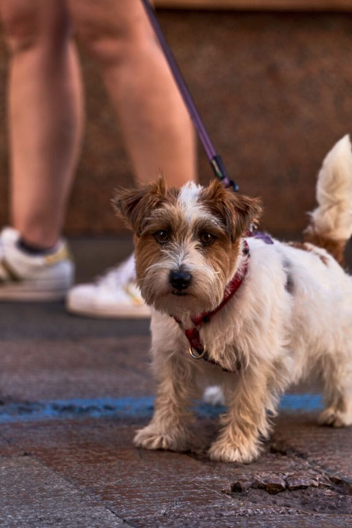 pexels-mike-art-visual-creator-photography-and-video-2159421235-36620935 (2) Mascotas